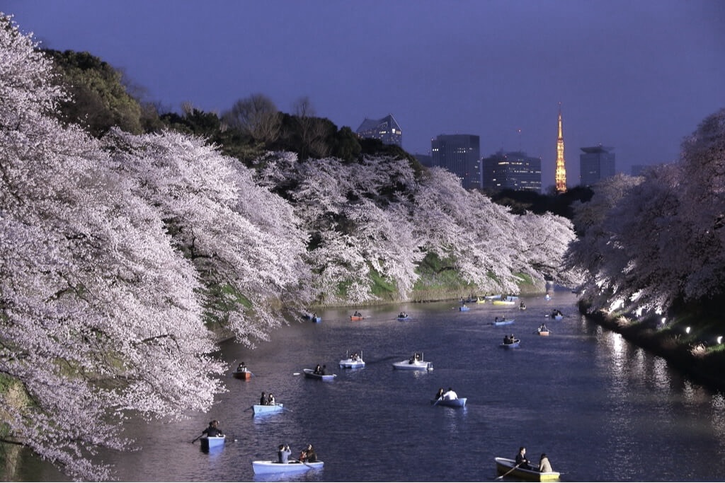 Cherry Blossoms: The Ethereal Beauty of Japan’s Iconic Sakura